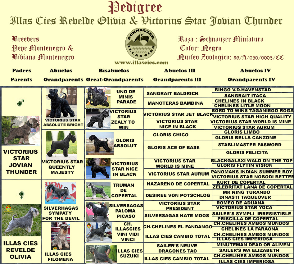 CACHORROS ILLASCIES OLIVIA & VICTORIUS STAR JOVIAN THUNDER