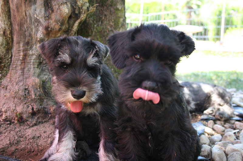 cachorros Schnazuer Miniatura Illas Cies(Color y Genetica)